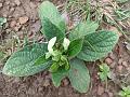 Woody Wild Petunia